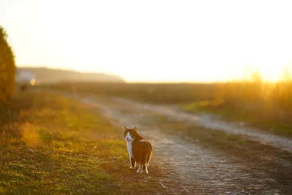 Прекрасный Снимок Пушистой Кошки Идущей Тропинке Поле Закате — стоковое фото