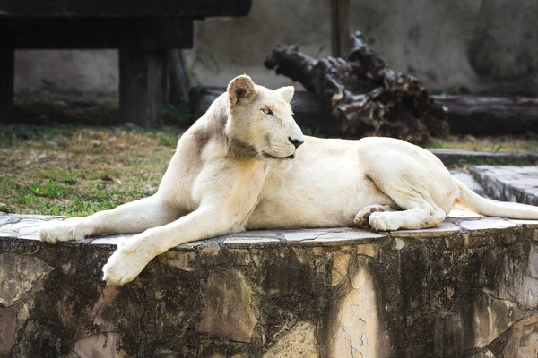 Egy Közeli Kép Egy Fehér Oroszlánról Állatkertben — Stock Fotó
