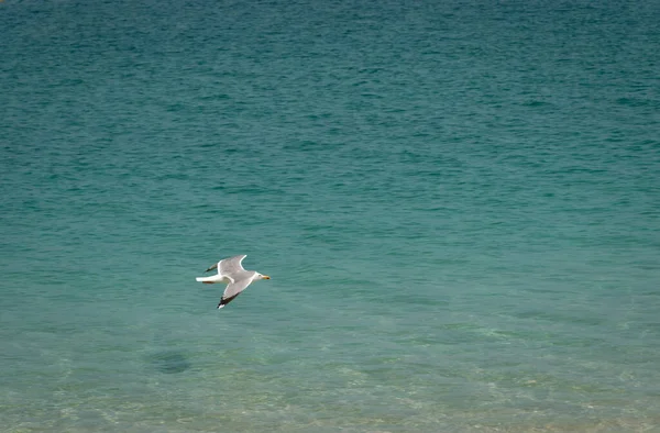 Una Gaviota Volando Sobre Las Aguas Laguna Del Mar — Foto de Stock