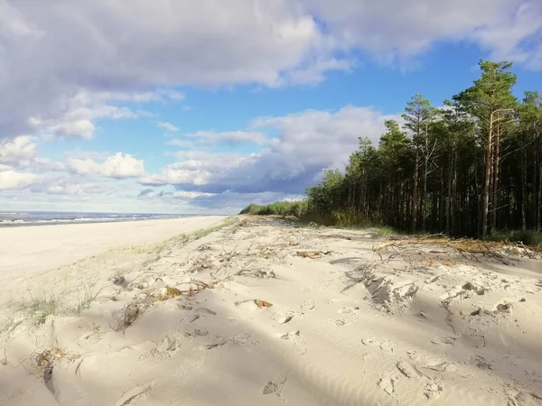 Zachwycające Ujęcie Piaszczystej Plaży Drzewami Polsce — Zdjęcie stockowe