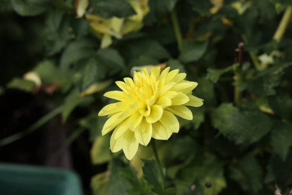 Szelektív Fókusz Felvétel Egy Sárga Dahlia Virág Virágzik Kertben — Stock Fotó