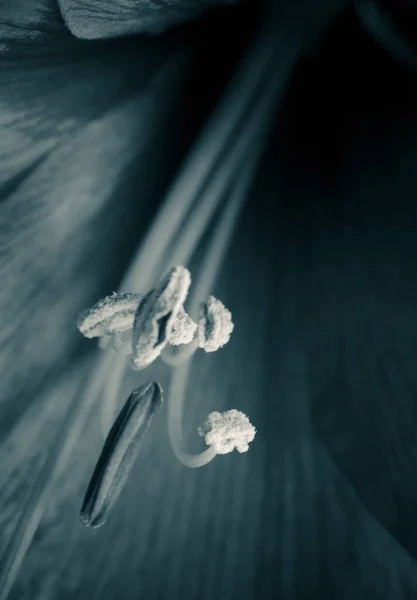 Colpo Verticale Scala Grigi Uno Stame Fiori Esotici — Foto Stock