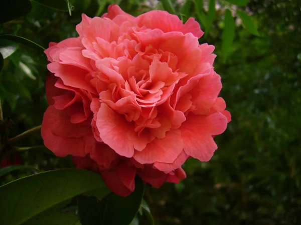 Une Mise Point Sélective Belle Fleur Camélia Rose — Photo