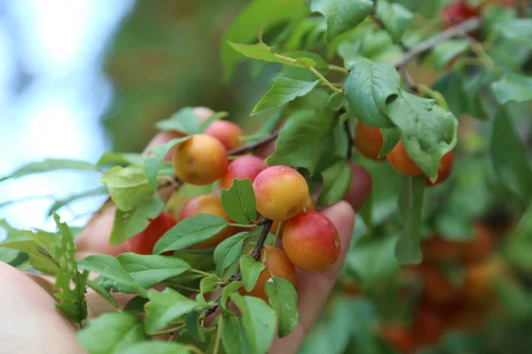 Gros Plan Prunes Mûres Sur Arbre — Photo