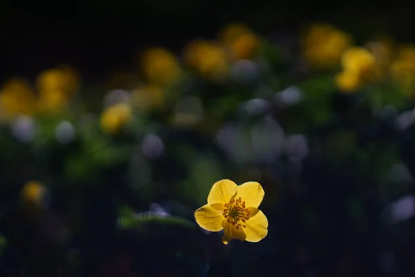 Primer Plano Hermosas Flores Anémona Amarilla Campo — Foto de Stock