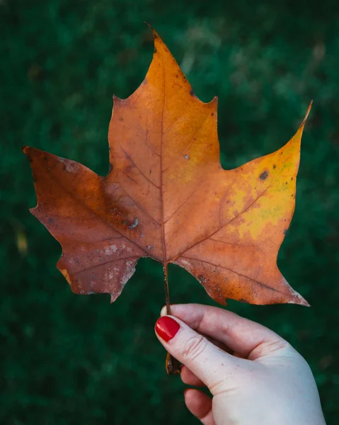 Eine Weibliche Hand Hält Ein Goldenes Herbstblatt Auf Grünem Hintergrund — Stockfoto