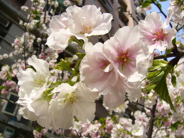 在模糊的背景下 一张美丽的樱花的特写照片 — 图库照片
