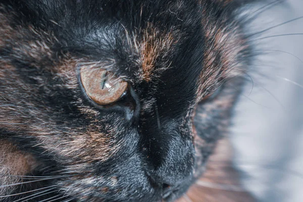Egy Közeli Portré Egy Aranyos Teknősbéka Macskáról — Stock Fotó