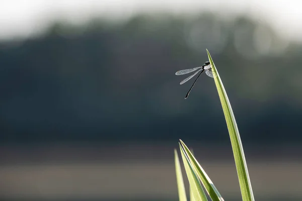 Een Macro Shot Van Een Libelle Het Groene Gras Een — Stockfoto