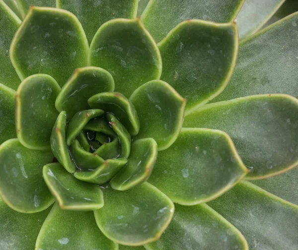 Closeup Succulent Texture — Stock Photo, Image