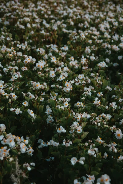 Vertikální Záběr Pole Begonia Wax Bílé Květy Ideální Pro Tapety — Stock fotografie