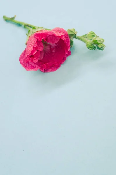 Plan Vertical Une Belle Fleur Oeillet Rose Sur Une Petite — Photo