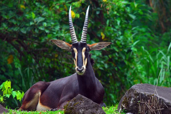 Beautiful Shot Dark Common Eland Laying Woodlands — Stock Photo, Image