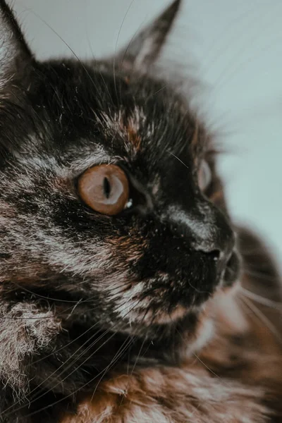 Eine Vertikale Nahaufnahme Einer Niedlichen Schildkrötenpanzerkatze — Stockfoto