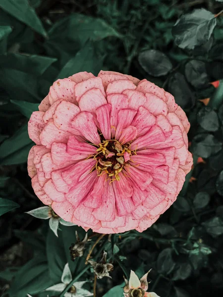 Vertikal Närbild Bild Vacker Rosa Zinnia Blomma — Stockfoto