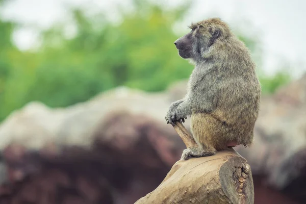 Nahaufnahme Eines Einsamen Affen Der Auf Baumrinde Zoo Sitzt — Stockfoto