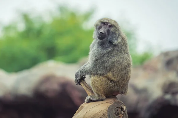 Nahaufnahme Eines Einsamen Affen Der Auf Baumrinde Zoo Sitzt — Stockfoto