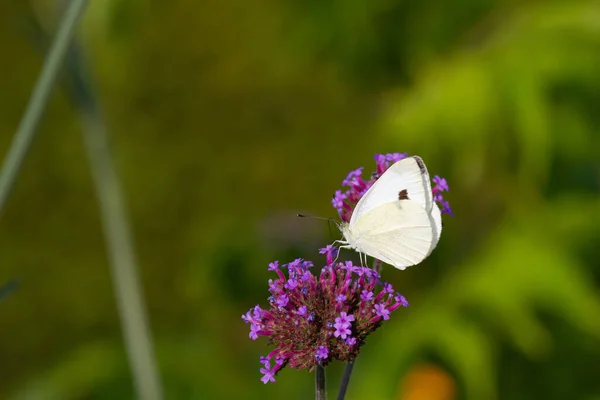 Close Cabbage Butterfly Sitting Feeding Blooming Vervain Verbena Officialis — Stock Photo, Image
