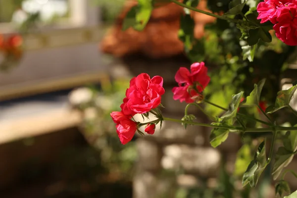 Une Belle Vue Sur Jardin Rouge Fleurs Géranium Dans Une — Photo