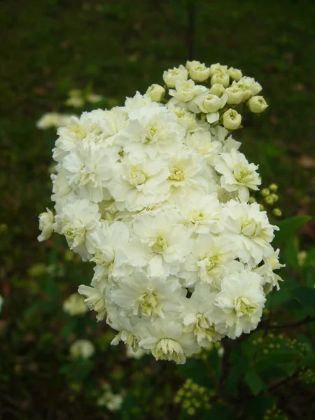 Selektywne Ujęcie Ostrości Pięknych Białych Kwiatów Ślubnych — Zdjęcie stockowe