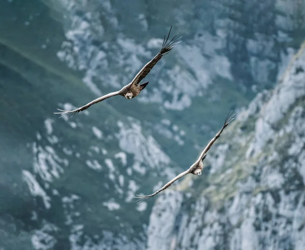 Eine Selektive Fokusaufnahme Fliegender Vögel — Stockfoto