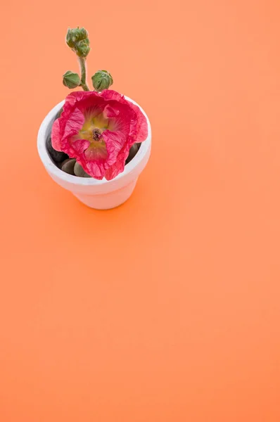 Pionowe Ujęcie Różowego Kwiatu Goździka Małym Doniczce Umieszczone Pomarańczowej Powierzchni — Zdjęcie stockowe