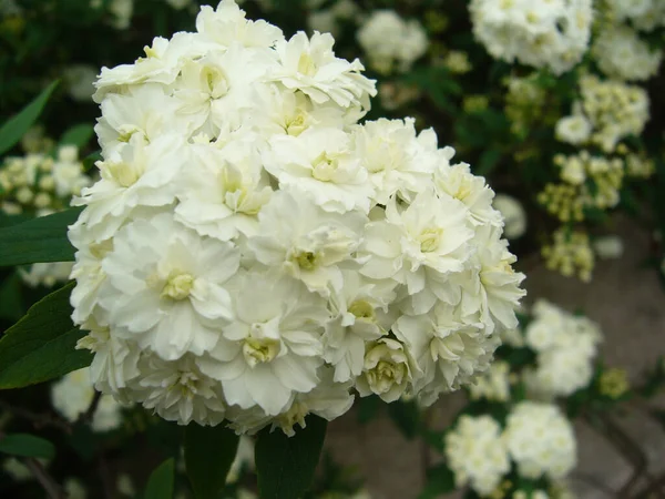 Een Selectieve Focus Shot Van Mooie Witte Bruids Krans Bloemen — Stockfoto