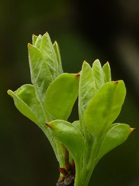 Närbild Bild Bild Färska Blad Kinesiska Frans Träd Suddig Bakgrund — Stockfoto