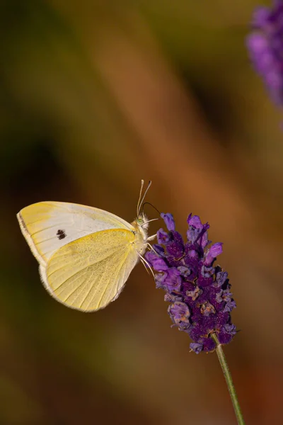 キャベツの蝶が座っていると開花ラベンダーに餌を与えます — ストック写真