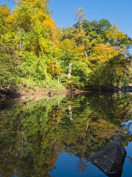 Colpo Verticale Fiume Che Scorre Tra Gli Alberi Una Foresta — Foto Stock