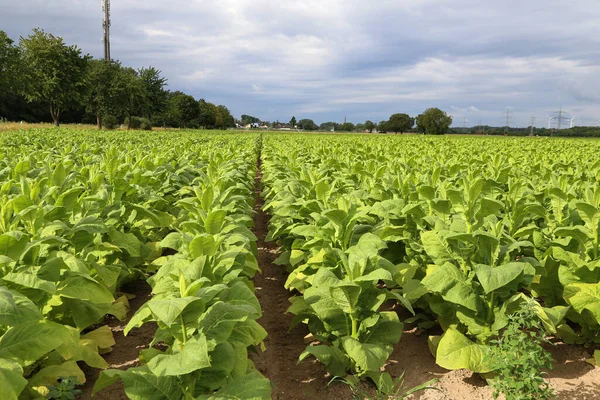 ラインラント プファルツ州の畑の緑のタバコ工場 — ストック写真