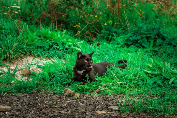 Eine Schwarze Katze Liegt Auf Dem Boden Grünen Gras — Stockfoto