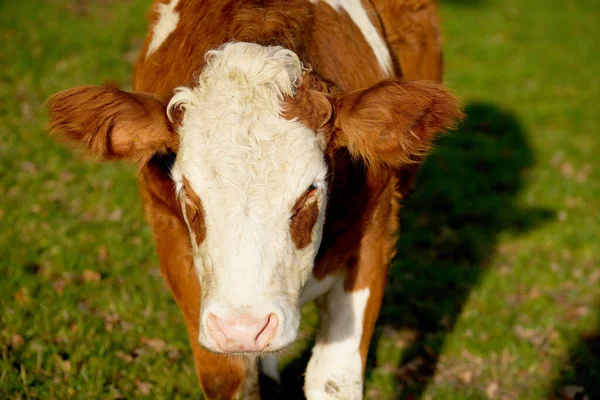 Retrato Una Vaca Blanca Marrón Pasto —  Fotos de Stock