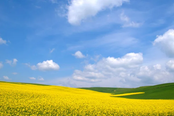 Красивый Снимок Холмистого Пейзажа Покрытого Желтыми Цветами — стоковое фото