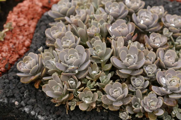 Crassulaceae Ailesinin Echeveria Çiçekleri Tomurcuklanıyor — Stok fotoğraf