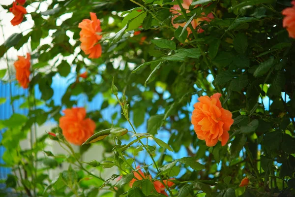 Une Mise Point Sélective Roses Oranges Sur Les Buissons — Photo