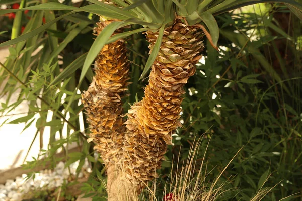 Tropikalna Palma Rosnąca Zielonym Ogrodzie — Zdjęcie stockowe