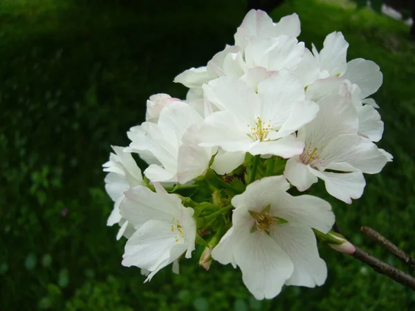 庭に繊細な白い花を持つマルバモシャタの選択的な焦点ショット — ストック写真