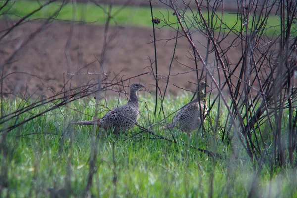 Två Rock Ptarmigan Promenader Ett Fält Med Torra Grenar — Stockfoto