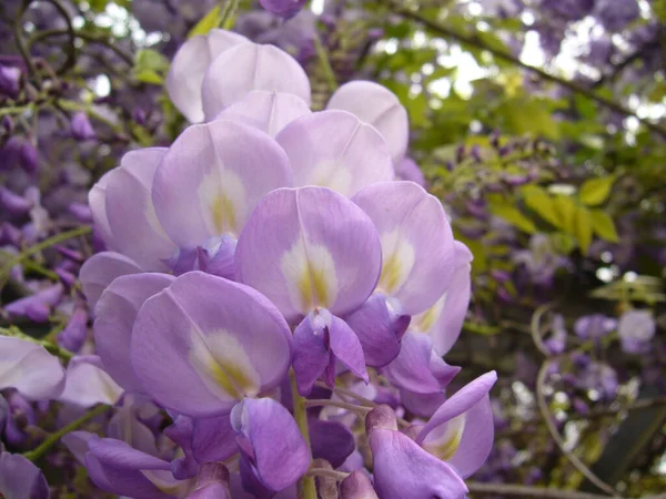 Een Selectieve Focus Shot Van Mooie Chinese Wisteria Bloemen — Stockfoto