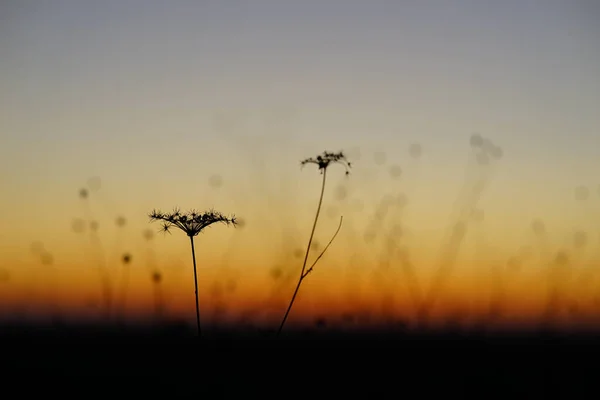 Красиві Пейзажі Сухих Гілок Рослин Заходом Сонця Задньому Плані — стокове фото