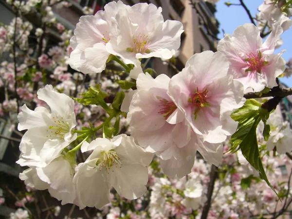 Focus Selettivo Bellissimi Fiori Ciliegio — Foto Stock