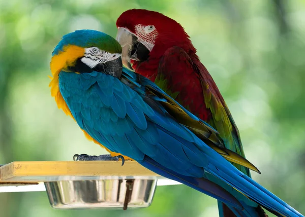 Egy Közelkép Színes Papagájokról Egy Bokeh Hátterű Madáretetőn — Stock Fotó