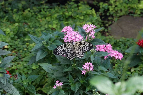 Primer Plano Una Hermosa Ninfa Mariposa Una Flor Jardín —  Fotos de Stock