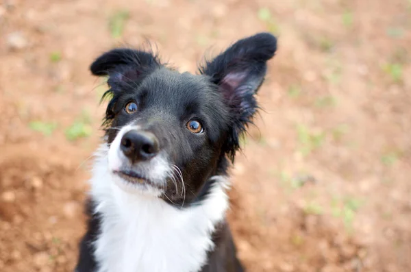 Közelkép Egy Imádnivaló Corgi Kardigánkutyáról — Stock Fotó