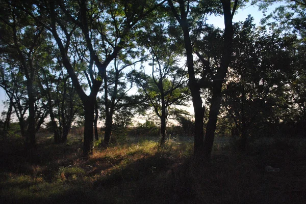 Green Trees Shadow Daytime — Stock Photo, Image