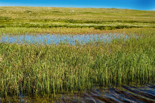 Une Belle Vue Sur Étang Entouré Végétation Verte — Photo