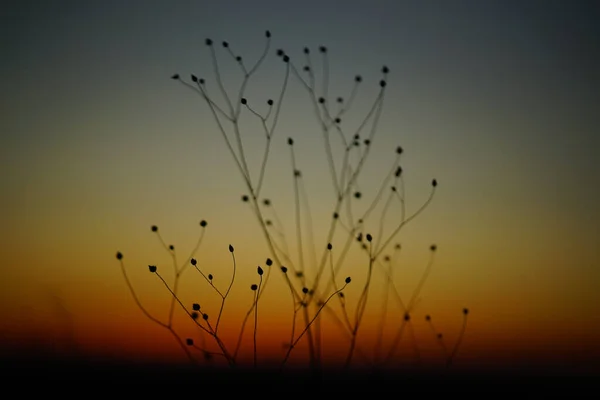 Красиві Пейзажі Сухих Гілок Рослин Заходом Сонця Задньому Плані — стокове фото