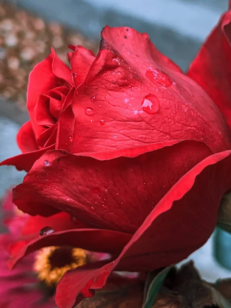 Primer Plano Vertical Una Hermosa Rosa Roja —  Fotos de Stock