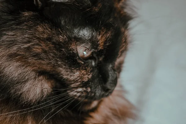 Closeup Portrait Cute Tortoiseshell Cat — Stock Photo, Image